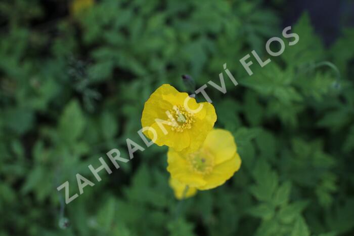 Mákovník velšský - Meconopsis cambrica