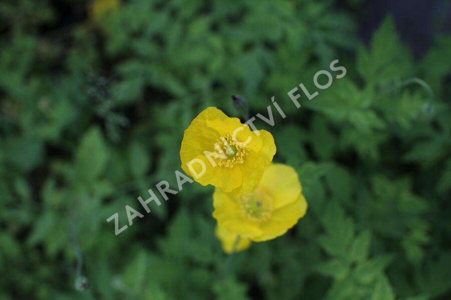 Mákovník velšský - Meconopsis cambrica