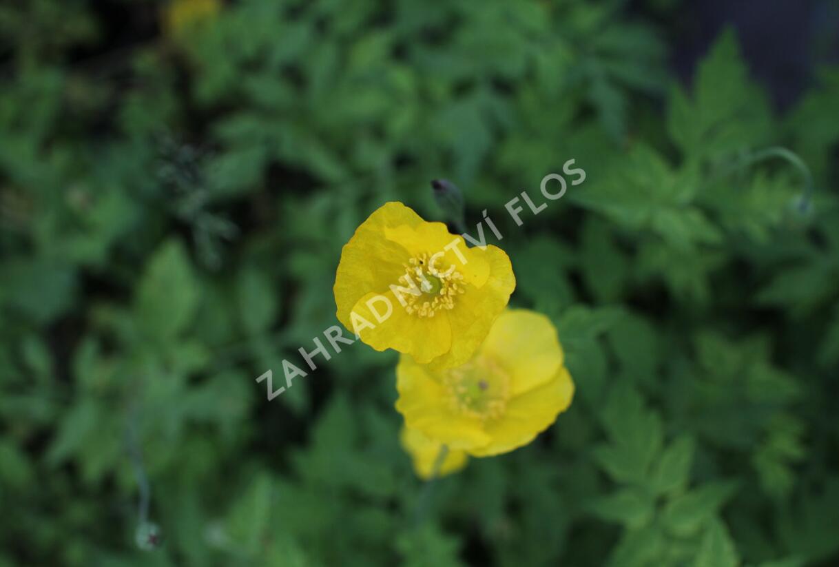 Mákovník velšský - Meconopsis cambrica