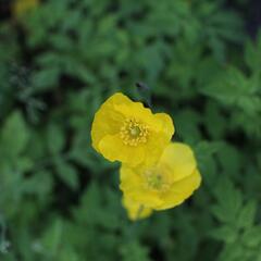 Mákovník velšský - Meconopsis cambrica