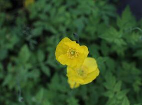 Mákovník velšský - Meconopsis cambrica