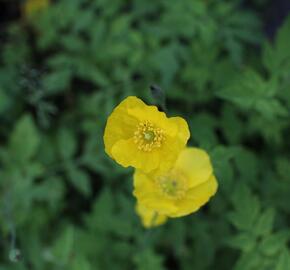 Mákovník velšský - Meconopsis cambrica