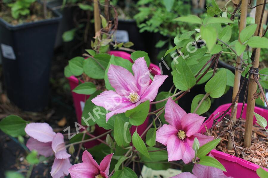 Plamének 'Rosamunde' - Clematis 'Rosamunde'