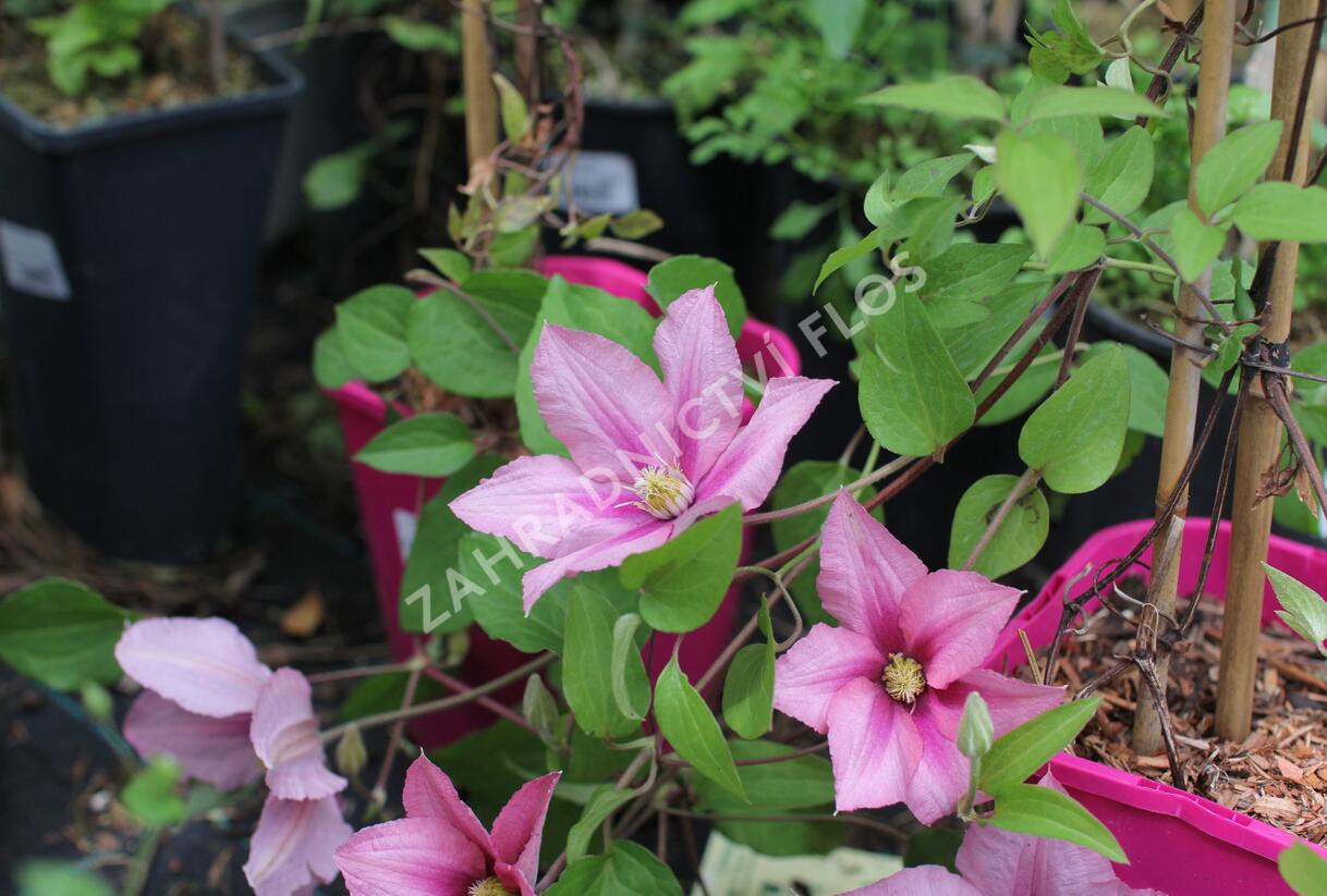 Plamének 'Rosamunde' - Clematis 'Rosamunde'