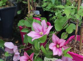 Plamének 'Rosamunde' - Clematis 'Rosamunde'