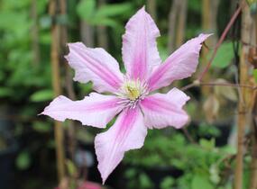 Plamének 'Rosamunde' - Clematis 'Rosamunde'