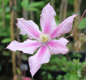 Plamének 'Rosamunde' - Clematis 'Rosamunde'
