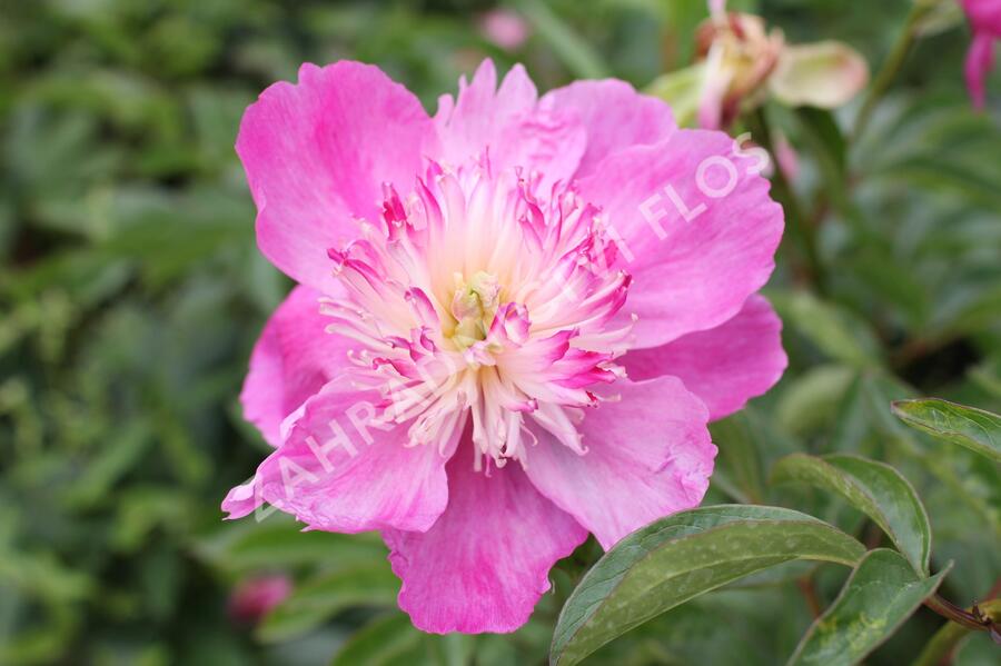 Pivoňka bělokvětá 'Sebastiaan Maas' - Paeonia lactiflora 'Sebastiaan Maas'