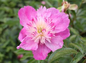 Pivoňka bělokvětá 'Sebastiaan Maas' - Paeonia lactiflora 'Sebastiaan Maas'