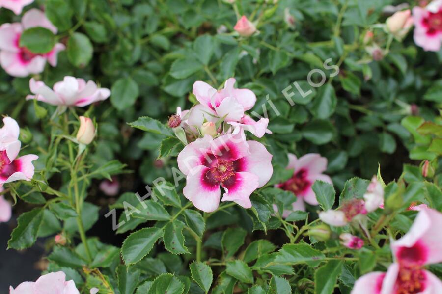 Růže mnohokvětá 'Bravo Babylon Eyes'® - Rosa MK 'Bravo Babylon Eyes'®