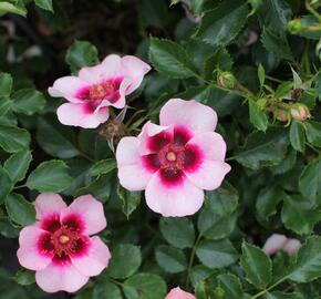 Růže mnohokvětá 'Bravo Babylon Eyes'® - Rosa MK 'Bravo Babylon Eyes'®