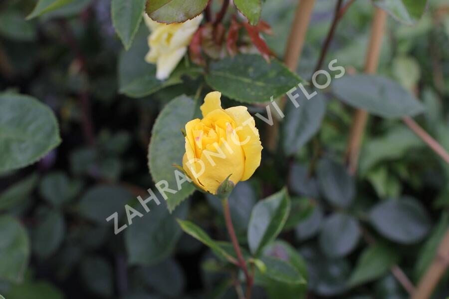 Růže pnoucí 'Golden Showers' - Rosa PN 'Golden Showers'