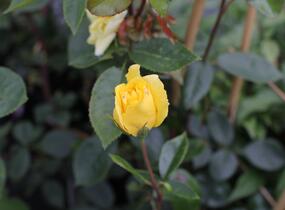Růže pnoucí 'Golden Showers' - Rosa PN 'Golden Showers'