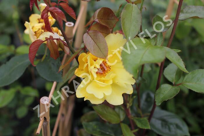 Růže pnoucí 'Golden Showers' - Rosa PN 'Golden Showers'