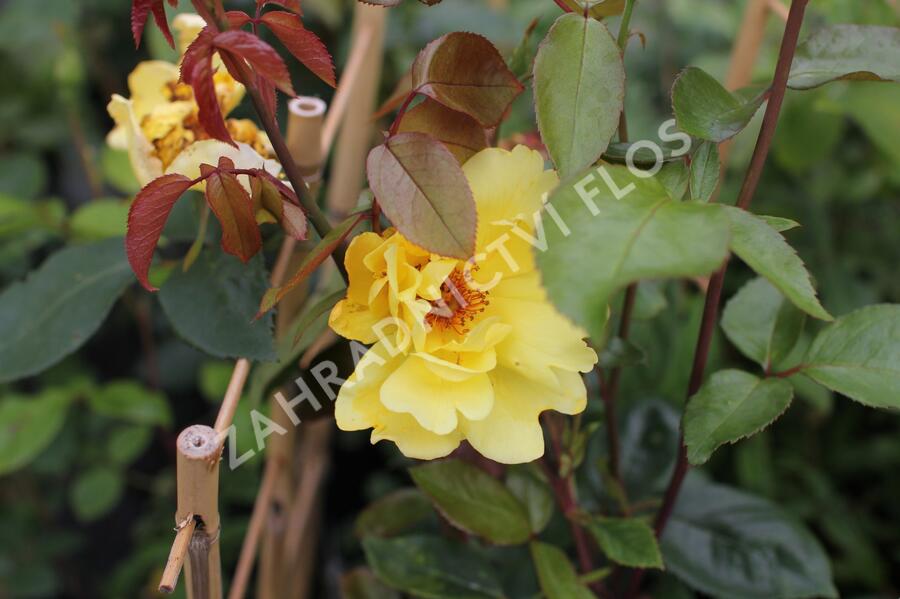 Růže pnoucí 'Golden Showers' - Rosa PN 'Golden Showers'