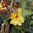 Růže pnoucí 'Golden Showers' - Rosa PN 'Golden Showers'