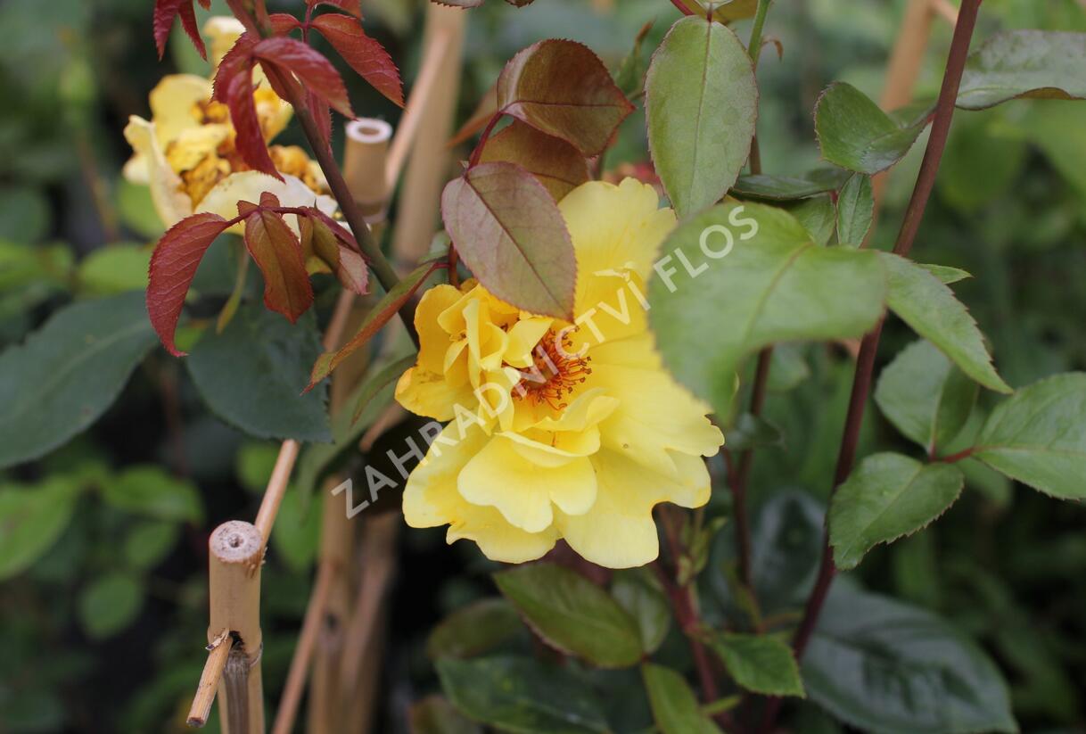Růže pnoucí 'Golden Showers' - Rosa PN 'Golden Showers'