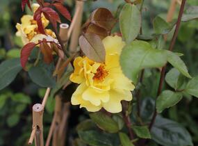 Růže pnoucí 'Golden Showers' - Rosa PN 'Golden Showers'