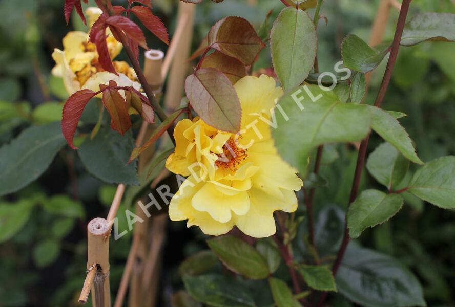Růže pnoucí 'Golden Showers' - Rosa PN 'Golden Showers'