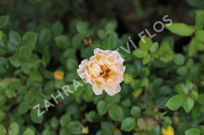 Růže půdopokryvná 'Yellow Fairy' - Rosa PK 'Yellow Fairy'