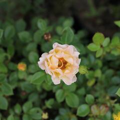 Růže půdopokryvná 'Yellow Fairy' - Rosa PK 'Yellow Fairy'