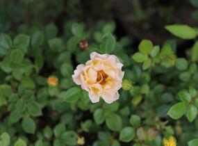 Růže půdopokryvná 'Yellow Fairy' - Rosa PK 'Yellow Fairy'