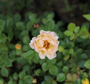 Růže půdopokryvná 'Yellow Fairy' - Rosa PK 'Yellow Fairy'