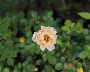 Růže půdopokryvná 'Yellow Fairy'