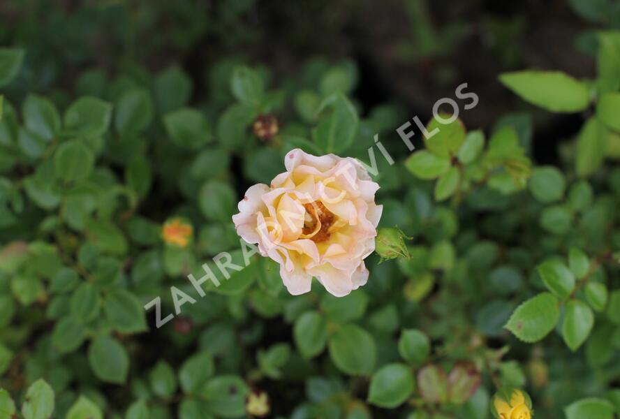Růže půdopokryvná 'Yellow Fairy' - Rosa PK 'Yellow Fairy'