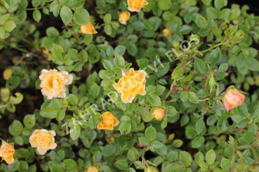 Růže půdopokryvná 'Yellow Fairy' - Rosa PK 'Yellow Fairy'