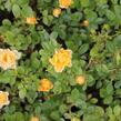 Růže půdopokryvná 'Yellow Fairy' - Rosa PK 'Yellow Fairy'