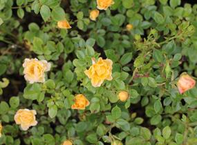 Růže půdopokryvná 'Yellow Fairy' - Rosa PK 'Yellow Fairy'