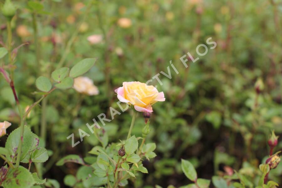 Růže půdopokryvná 'Yellow Fairy' - Rosa PK 'Yellow Fairy'