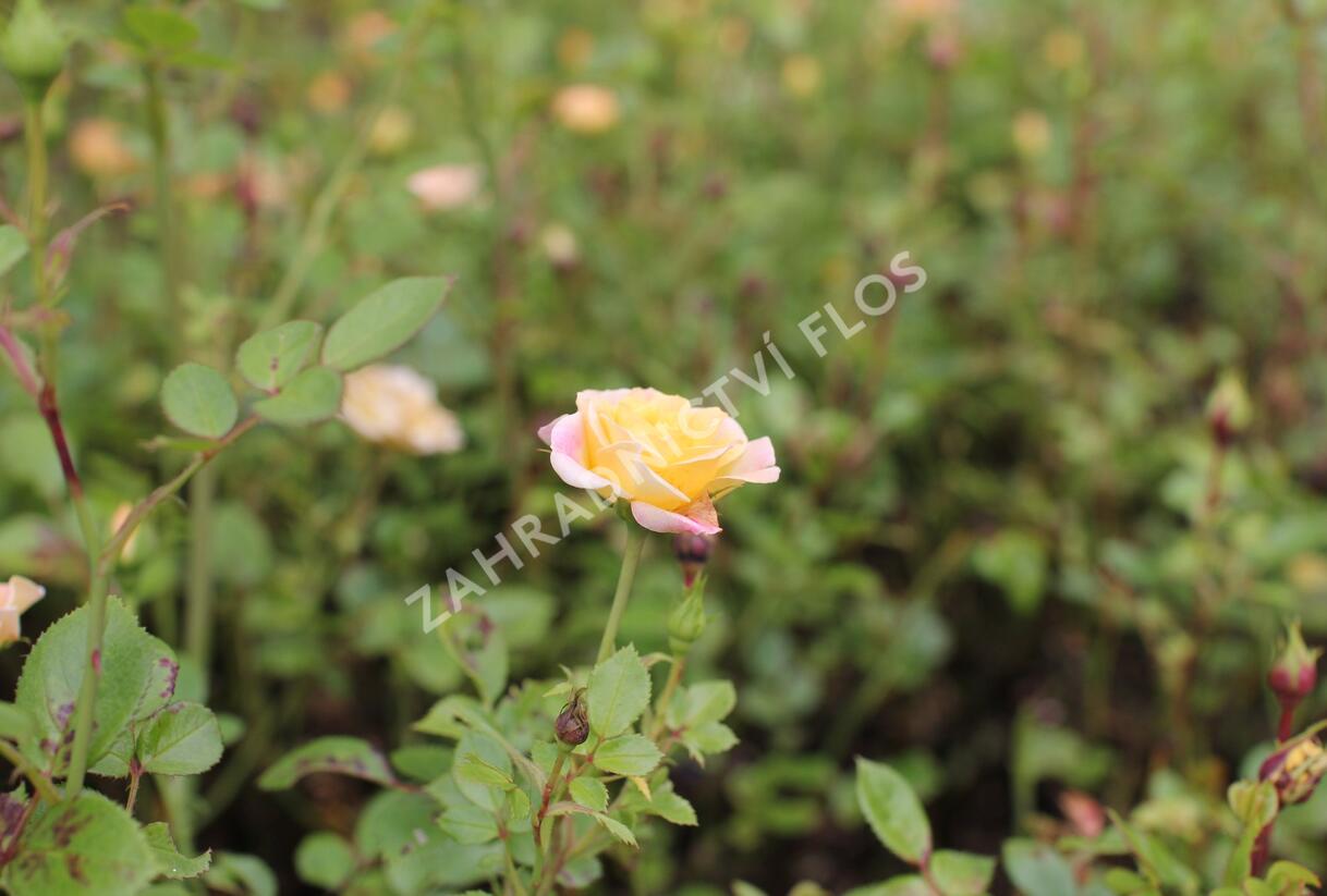 Růže půdopokryvná 'Yellow Fairy' - Rosa PK 'Yellow Fairy'