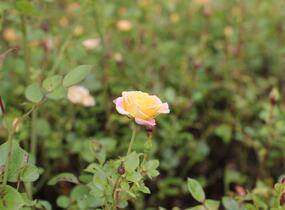 Růže půdopokryvná 'Yellow Fairy' - Rosa PK 'Yellow Fairy'