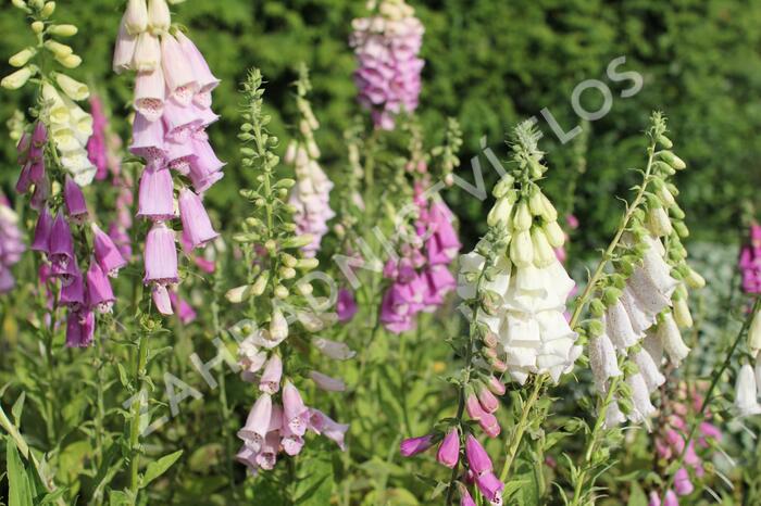 Náprstník červený 'Excelsior' - Digitalis purpurea 'Excelsior'