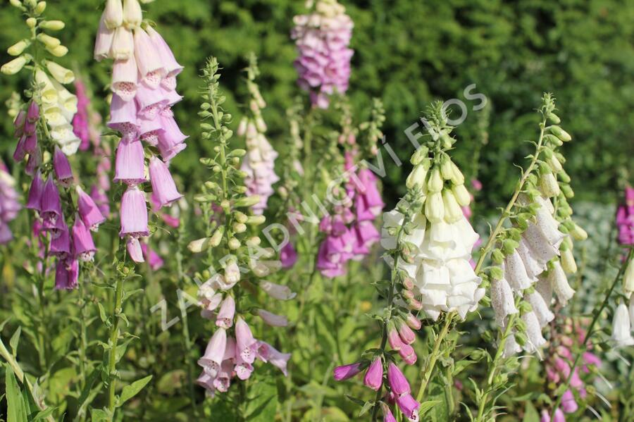 Náprstník červený 'Excelsior' - Digitalis purpurea 'Excelsior'