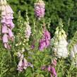 Náprstník červený 'Excelsior' - Digitalis purpurea 'Excelsior'