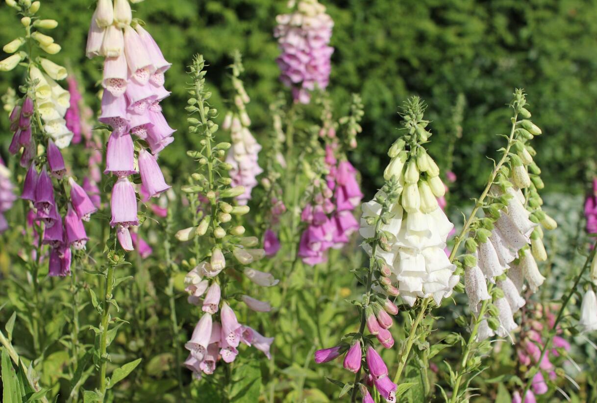 Náprstník červený 'Excelsior' - Digitalis purpurea 'Excelsior'