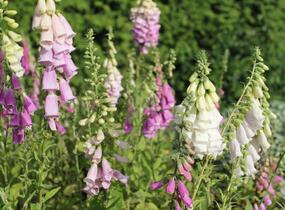 Náprstník červený 'Excelsior' - Digitalis purpurea 'Excelsior'
