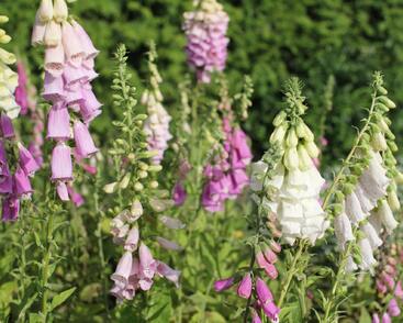 Náprstník červený 'Excelsior'