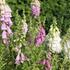 Digitalis purpurea 'Excelsior'.JPG