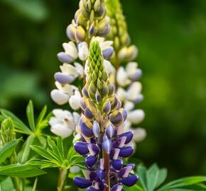 Lupina mnoholistá 'Tower Blue - White' - Lupinus pollyphylus 'Tower Blue - White'