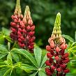 Lupina mnoholistá 'Lupini Red Shades' - Lupinus polyphyllus 'Lupini Red Shades'