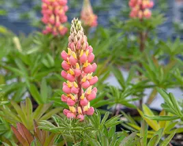 Lupina mnoholistá 'Tower Salmon - Yellow'