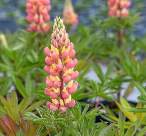 Lupina mnoholistá 'Tower Salmon - Yellow' - Lupinus polyphyllus 'Tower Salmon - Yellow'