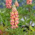 Lupinus-pol-Tower-Salmon-Yellow-TG-03 (1).webp