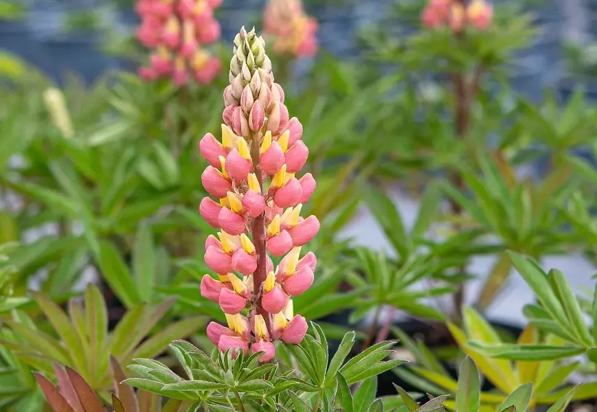 Lupina mnoholistá 'Tower Salmon - Yellow' - Lupinus polyphyllus 'Tower Salmon - Yellow'