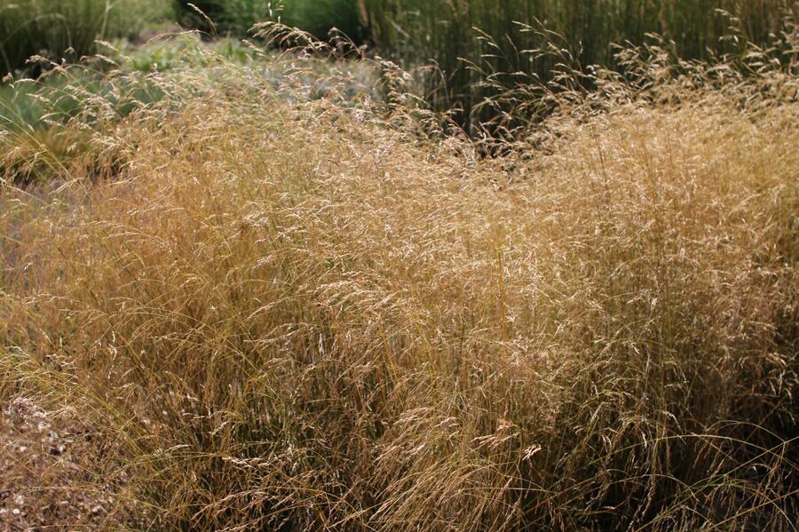 Trvalkový záhon na slunce Barvy léta - Barvy léta