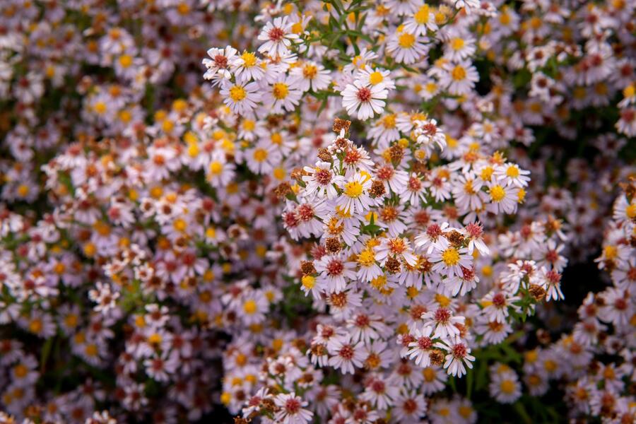 Trvalkový záhon na slunce Barvy léta - Barvy léta